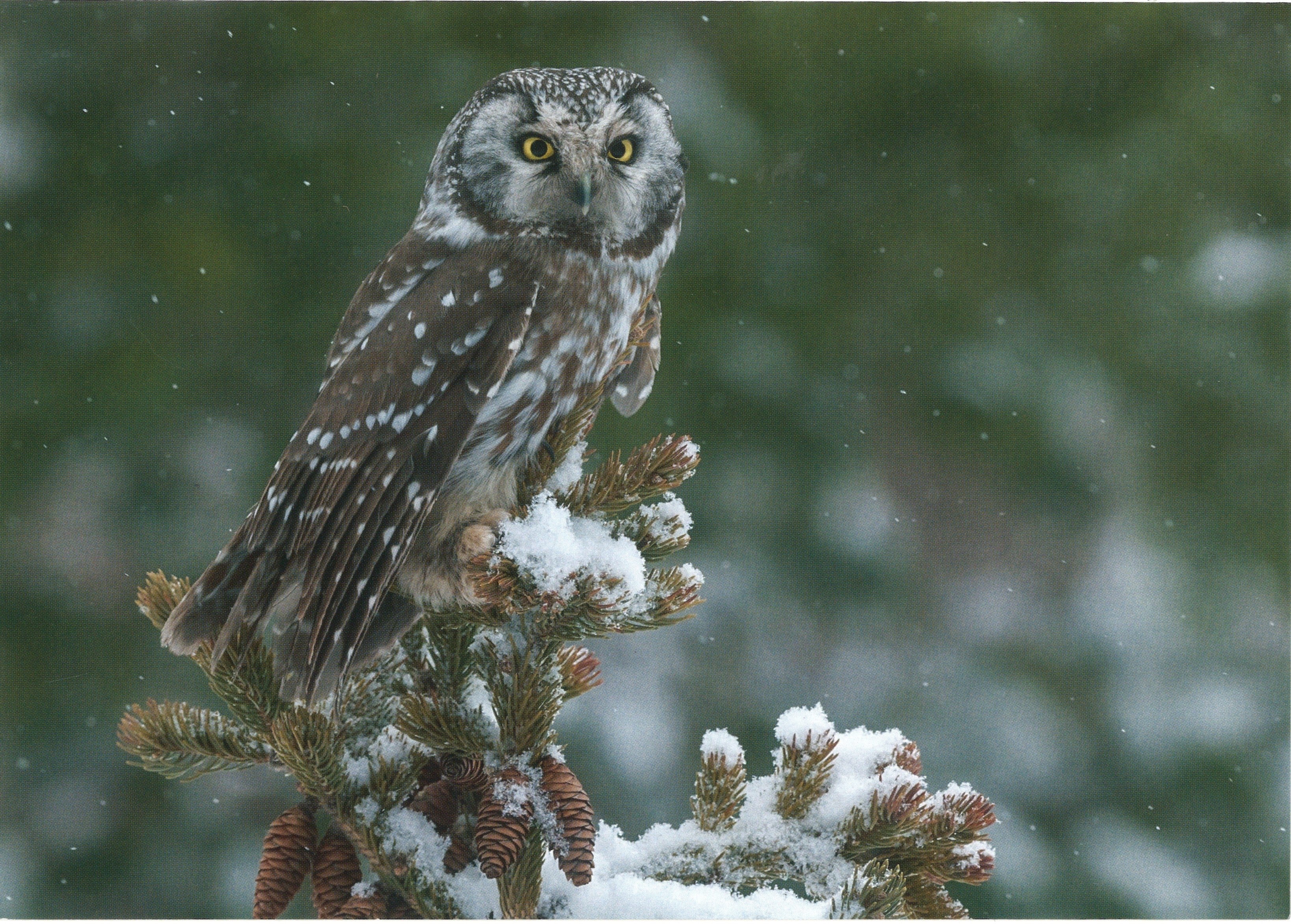 Boreal Owl Cards (with greeting)