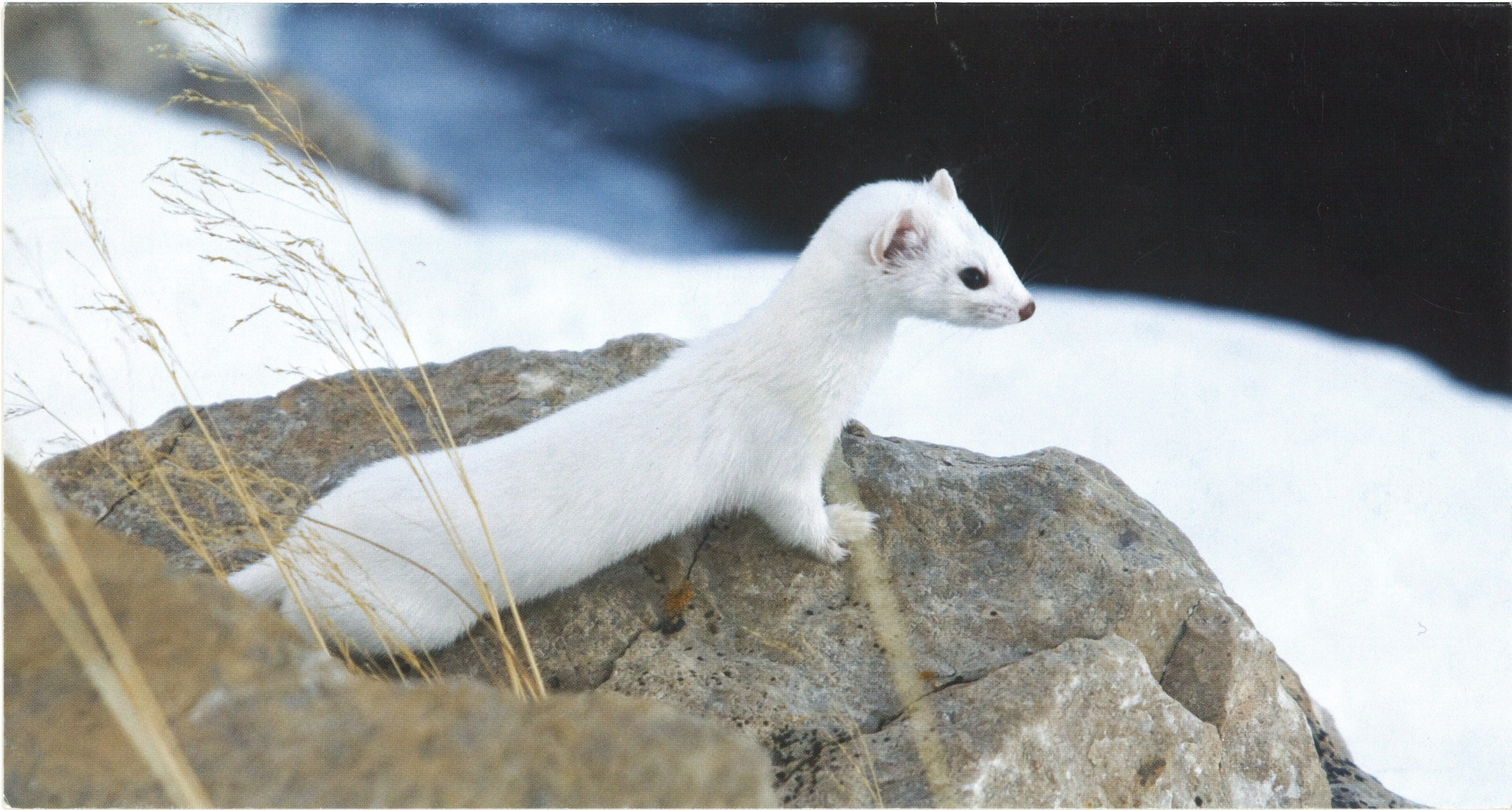 Short-tailed Weasel Cards (with greeting)