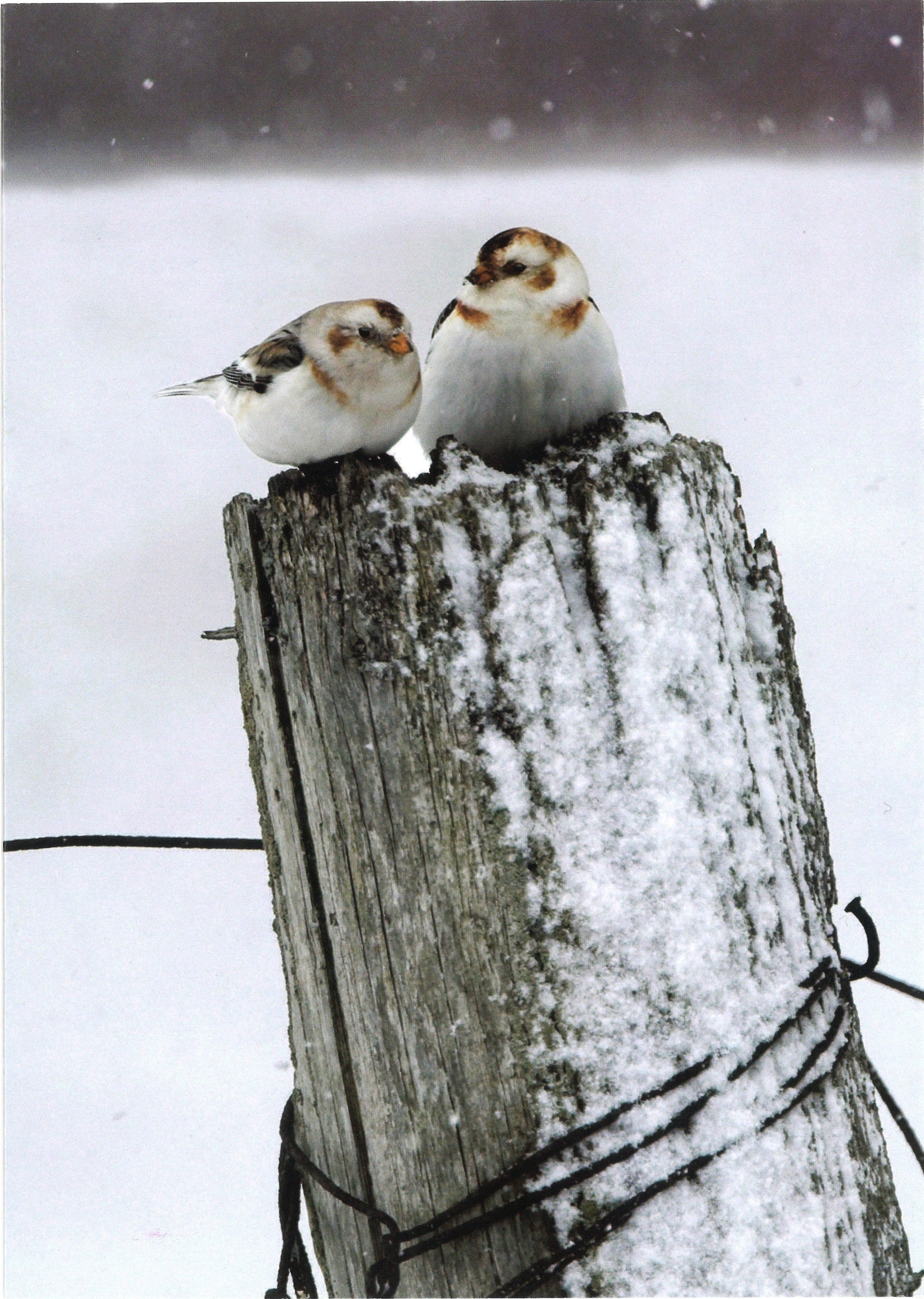 Snow Bunting Cards (blank inside)